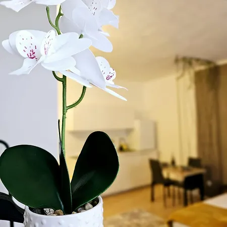 Apartment Bird 8